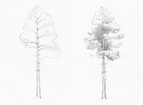 how-to-draw-pine-tree