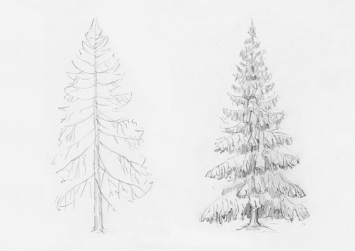 how-to-draw-spruce-tree