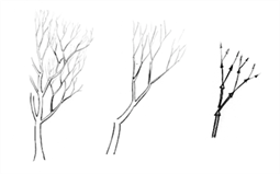 The fractal principle of the hierarchy of tree branches