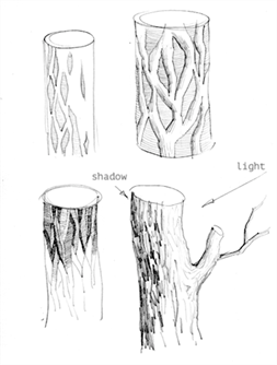 The structure of the tree bark most often is a crack